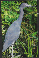 Blue Heron, Everglades National Park, Florida, Mailed 1973 - Oiseaux