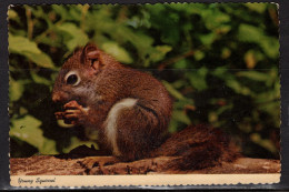 Young Squirrel, Mailed In 1980 - Other & Unclassified