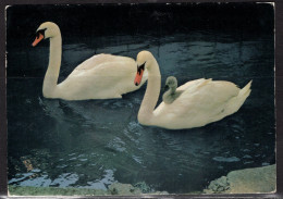 Swans, Interlaken, Switzerland, Mailed To USA - Birds