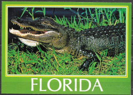 Florida, Alligator, Unused - Other & Unclassified