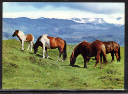 Iceland Horses, Mailed To USA - Pferde