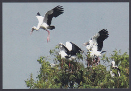 Inde India 2012 Mint Unused PostCard Ghana Pakshi Vihar, Bharatpur, Stork, Bird, Birds, Storks, Pigeon - Inde