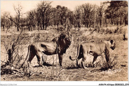 AHNP4-0428 - AFRIQUE - Faune Africaine - Couple De Loins - Non Classés