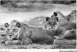AHNP4-0409 - AFRIQUE - Rép Du Dahomey - Couple De Lions - Réserve De Porga - Dahome