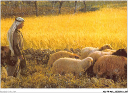 AICP4-ASIE-0493 - BETHLEMM - Champs Des Bergers - Palestine