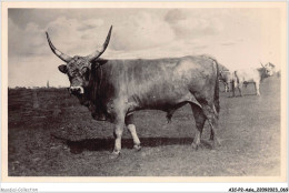 AICP2-ASIE-0157 - HORTOBAGY - Bika - A Steer - India