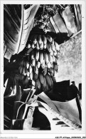 AICP7-AFRIQUE-0813 - CAMEROUN - Régime De Bananes Sur Pied - Camerun