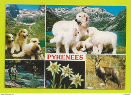 65 Chiots Et Chiens Des Pyrénées Pêcheurs De Truites Postée De Collioure En 1990 - Chiens
