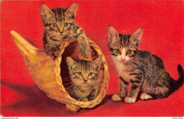 Trois Adorables Chatons Cpsm ( ͡♥ ͜ʖ ͡♥) ♥ - Cats