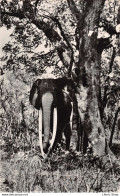 CONGO # ELEPHANT MÂLE Dans La Faune Africaine Cpsm PF 1956 ( ͡♥ ͜ʖ ͡♥) ♥ - Éléphants