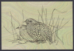 Inde India 2006 Mint Postcard Endangered Birds Of India, Manipur Bush-Quail, Bird, Drawing, Painting - Inde