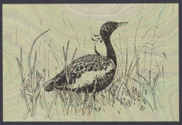 Inde India 2006 Mint Postcard Endangered Birds Of India, Lesser Florican, Bird, Drawing, Painting - Indien