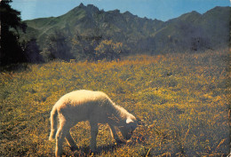 63 / LE SANCY - CPSM 1972 - SI FRÊLE SI DOUX L'AGNEAU - ÉDIT. LA CIGOGNE - Andere & Zonder Classificatie