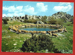 Le Caylar (34) Le Miroir Des "Lavognes" 2scans Moutons - Other & Unclassified