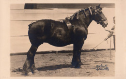 SOCIÉTÉ ROYALE "LE CHEVAL DE TRAIT BELGE" - MICLETTE DE VIEUX - PHOTO GOBERT, BRUXELLES (an683) - Pferde