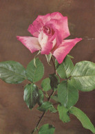 FIORI Vintage Cartolina CPSM #PAS241.A - Fleurs