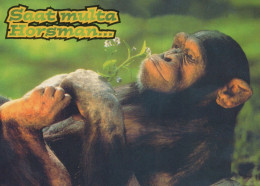 SCIMMIA Animale Vintage Cartolina CPSM #PAN979.A - Monkeys