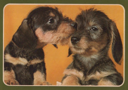 DOG Animals Vintage Postcard CPSM #PAN667.A - Chiens