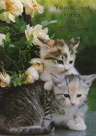 GATTO KITTY Animale Vintage Cartolina CPSM #PAM533.A - Katzen