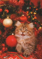 GATTO KITTY Animale Vintage Cartolina CPSM #PAM528.A - Katzen