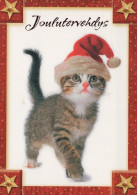 GATO GATITO Animales Vintage Tarjeta Postal CPSM #PAM472.A - Chats