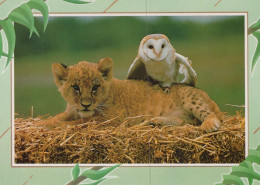 LEONE GRANDE GATTO Animale Vintage Cartolina CPSM #PAM008.A - Leones