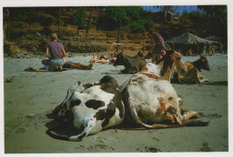 VACHE Animaux Vintage Carte Postale CPSM #PBR792.A - Vacas