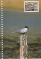 OISEAU Animaux Vintage Carte Postale CPSM #PBR432.A - Birds