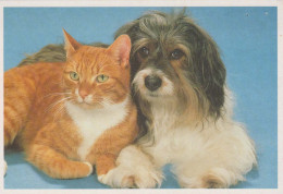 DOG Animals Vintage Postcard CPSM #PBQ503.A - Chiens