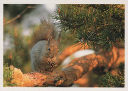 ÉCUREUIL Animaux Vintage Carte Postale CPSM #PBS708.A - Other & Unclassified