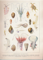 19 EEUWSE PRINT EIND 1800 BEGIN 1900.  EMBBRANCHEMENT DES MOLLUSQUES         . 310 X 230 MM - Stampe & Incisioni