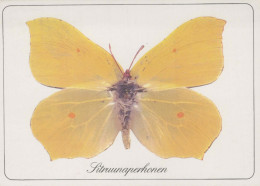 PAPILLONS Animaux Vintage Carte Postale CPSM #PBS423.A - Papillons