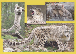 LEOPARDO Animales Vintage Tarjeta Postal CPSM #PBS041.A - Other & Unclassified