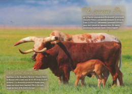 COW Animals Vintage Postcard CPSM #PBR824.A - Vacas
