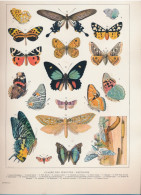 19 EEUWSE PRINT EIND 1800 BEGIN 1900 CLASSE DES INSECTES   PAPILLONS          . 310 X 230 MM - Prints & Engravings