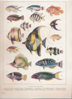 19 EEUWSE PRINT EIND 1800 BEGIN 1900 CLASSE DES POISSONS         . 310 X 230 MM - Stampe & Incisioni