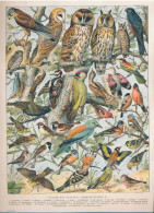 19 EEUWSE PRINT EIND 1800 BEGIN 1900 CLASSE DES OISEAUX. ESPECES UTILES        . 310 X 230 MM - Stiche & Gravuren