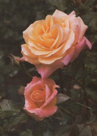 FLOWERS Vintage Postcard CPSM #PAS163.GB - Blumen