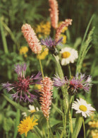 FLOWERS Vintage Postcard CPSM #PAR201.GB - Fleurs