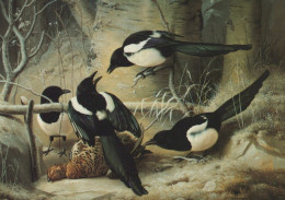 BIRD Animals Vintage Postcard CPSM #PAN185.GB - Birds