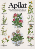FLEURS Vintage Carte Postale CPSM #PAS465.FR - Fleurs