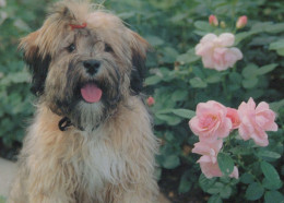 CHIEN Animaux Vintage Carte Postale CPSM #PAN693.FR - Chiens