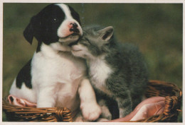 CHIEN Animaux Vintage Carte Postale CPSM #PAN628.FR - Chiens