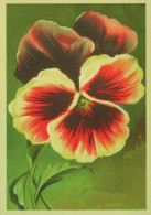 FLOWERS Vintage Postcard CPSM #PBZ510.GB - Bloemen