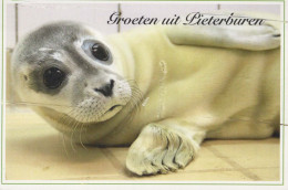 SEAL Animals Vintage Postcard CPSM #PBS661.GB - Sonstige & Ohne Zuordnung