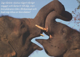 ELEPHANT Animals Vintage Postcard CPSM #PBS735.GB - Elefantes