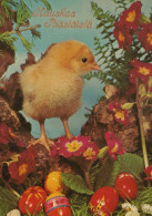 EASTER CHICKEN EGG Vintage Postcard CPSM #PBP178.GB - Ostern