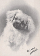 CANE Animale Vintage Cartolina CPSM #PAN961.IT - Chiens