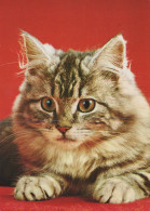 GATTO KITTY Animale Vintage Cartolina CPSM #PAM064.IT - Chats