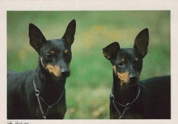 CHIEN Animaux Vintage Carte Postale CPSM #PBQ387.FR - Chiens